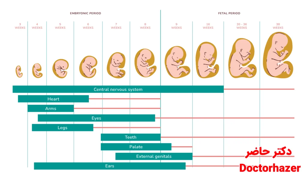 انواع آزمایش غربالگری چیست؟|بیماری های قابل تشخیص در غربالگری